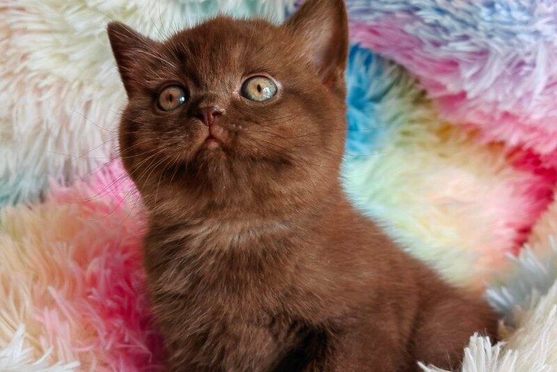 Nastya British Shorthair female chocolate - live animals