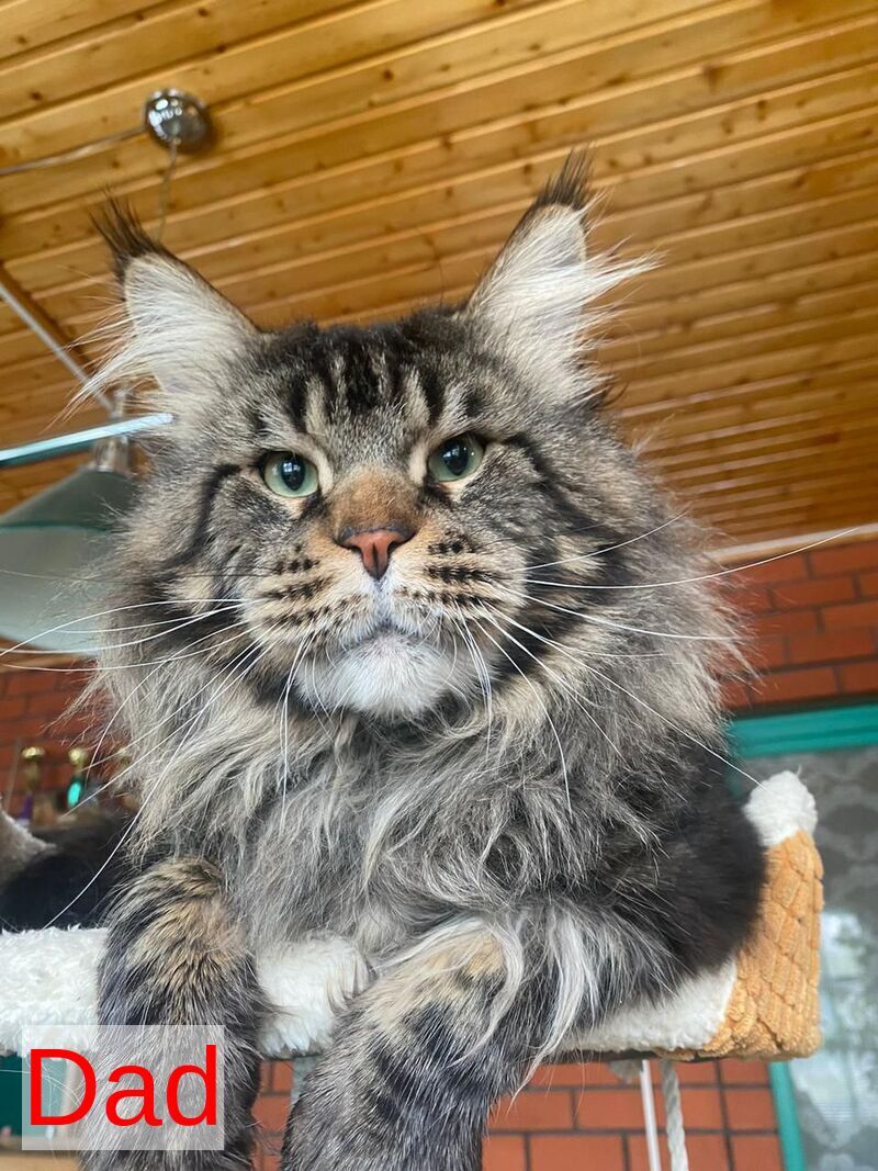 Rellisia Maine Coon female black tabby live animals