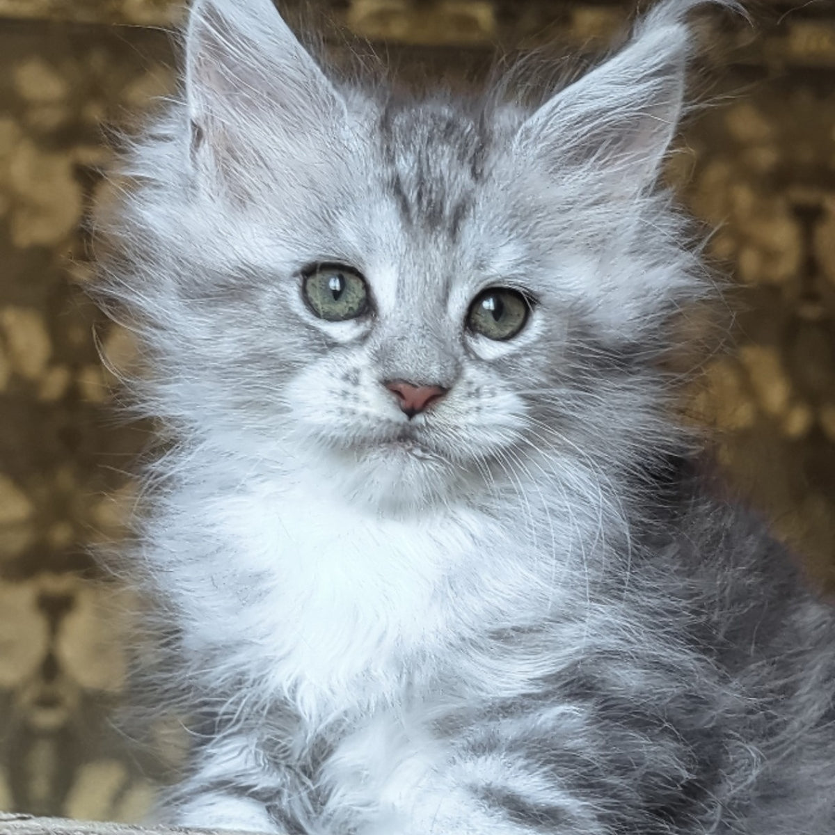Inneta Maine Coon female, black silver tabby with white
