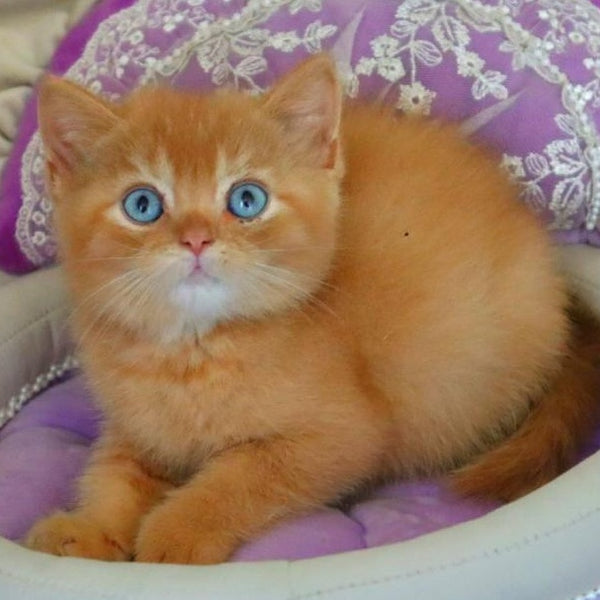 Migel British Shorthair male, red