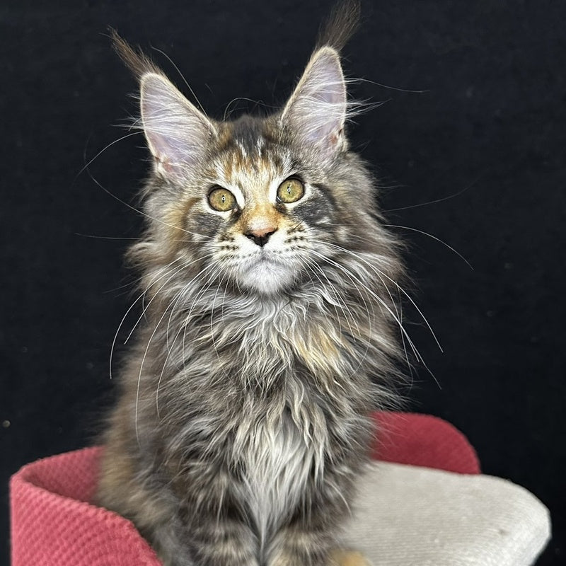 Carmen Maine Coon female, black tortie tabby