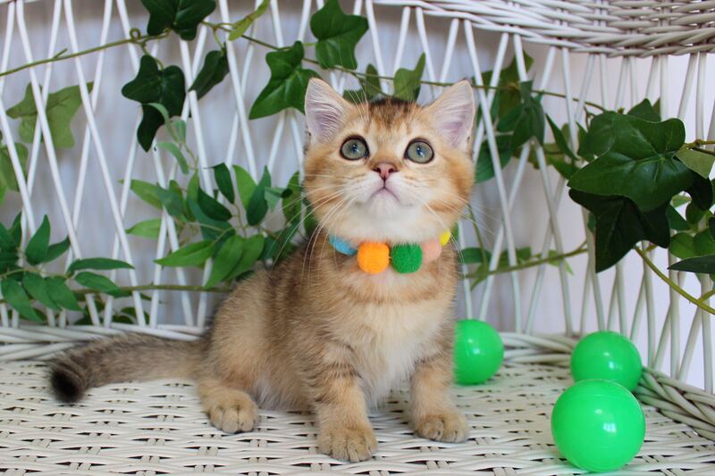 Ivan British Shorthair male, black golden ticked tabby