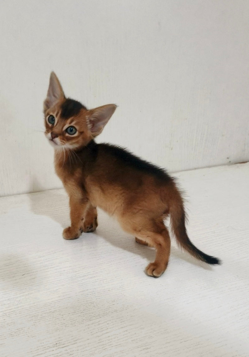 Griffin Abyssinian male ruddy - live animals