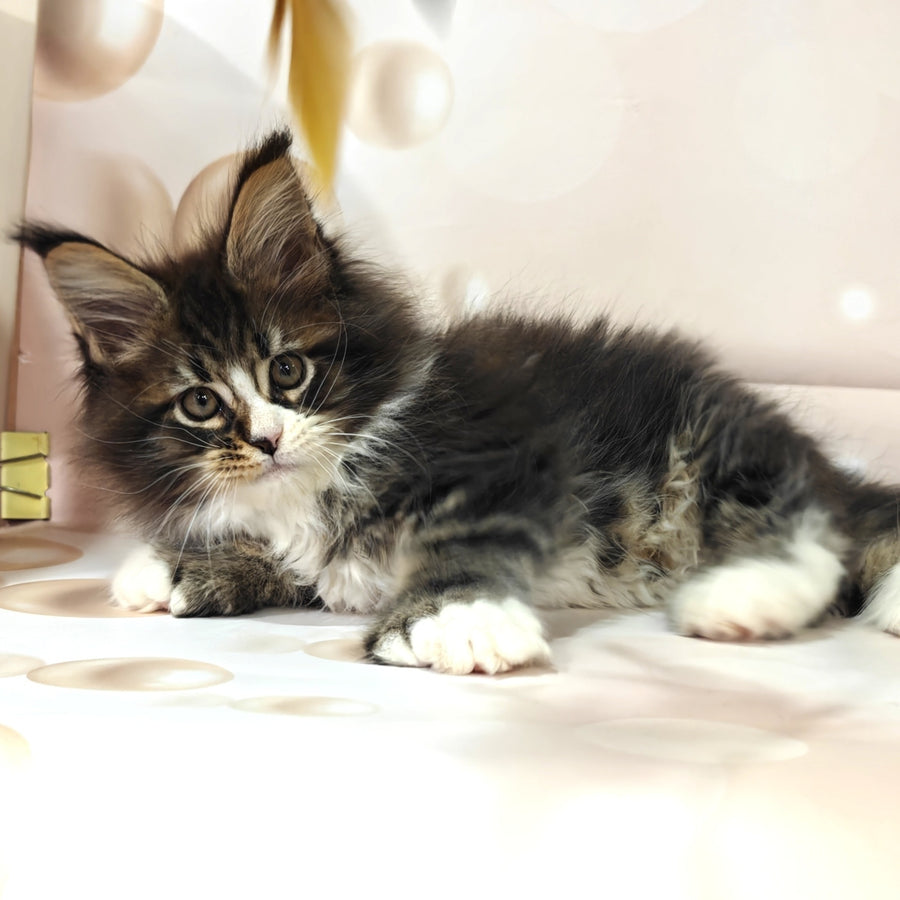 Cosmos Maine Coon polydactyl 6x6x6x6 male, black tabby with white