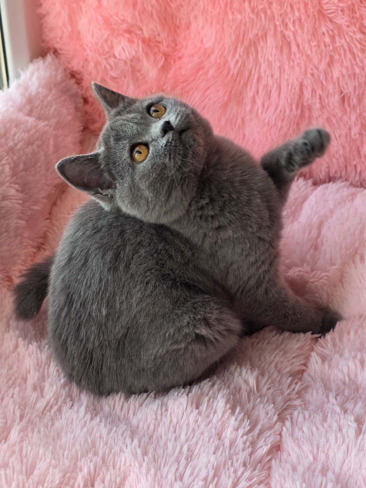 Caitlin British Shorthair female, blue