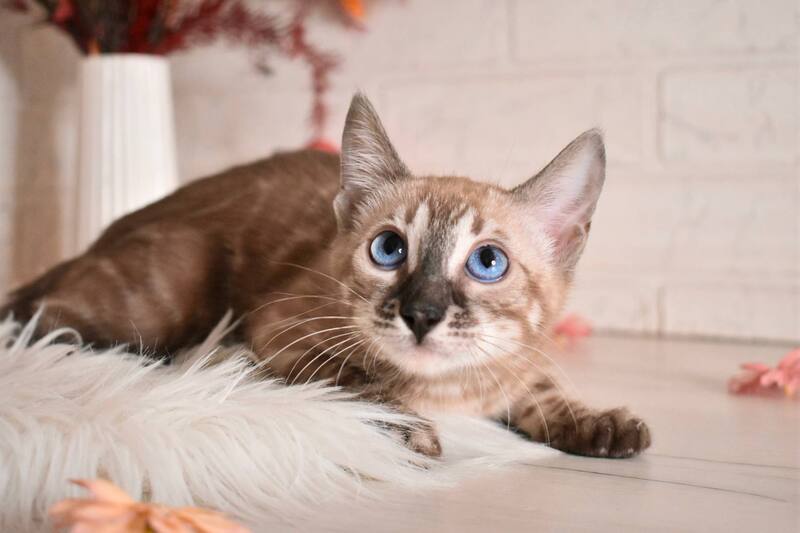 Chuma Bengal female snow mink charcoal - live animals