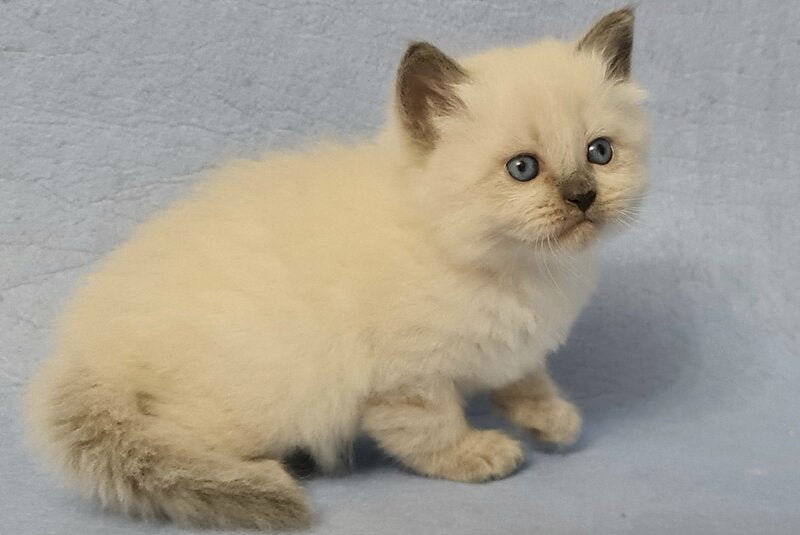 Archie Siberian male black pointed - live animals