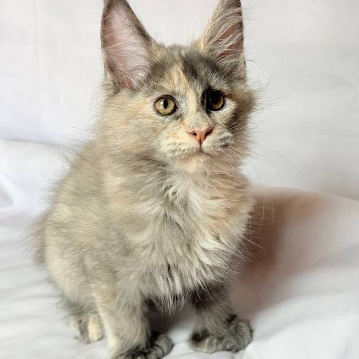 Livia Maine Coon polydactyl 6x6x6x6 female, blue tortie silver