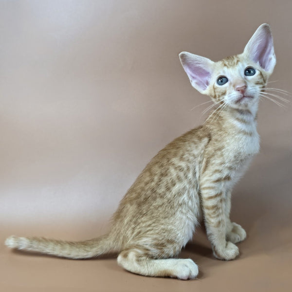 Kovu Oriental Shorthair male, red spotted tabby