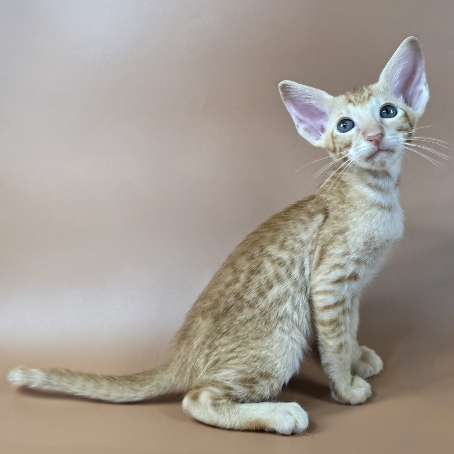 Kovu Oriental Shorthair male, red spotted tabby