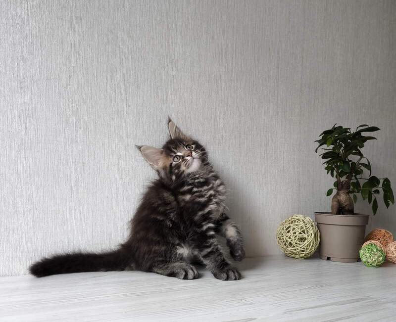 Hector Maine Coon male, black tabby