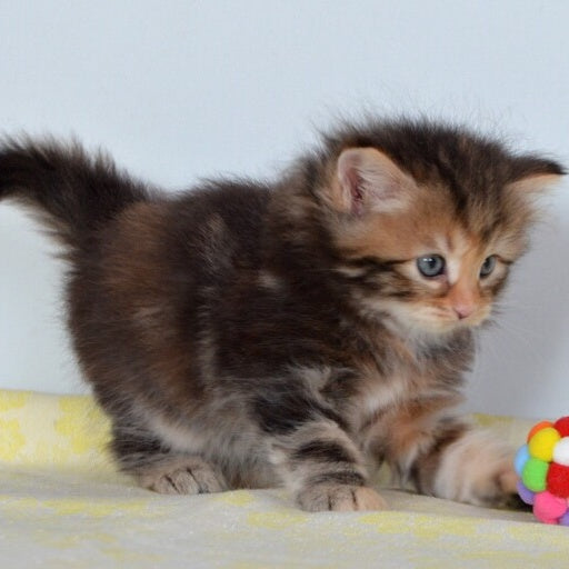 Talia Siberian female, black tortie tabby