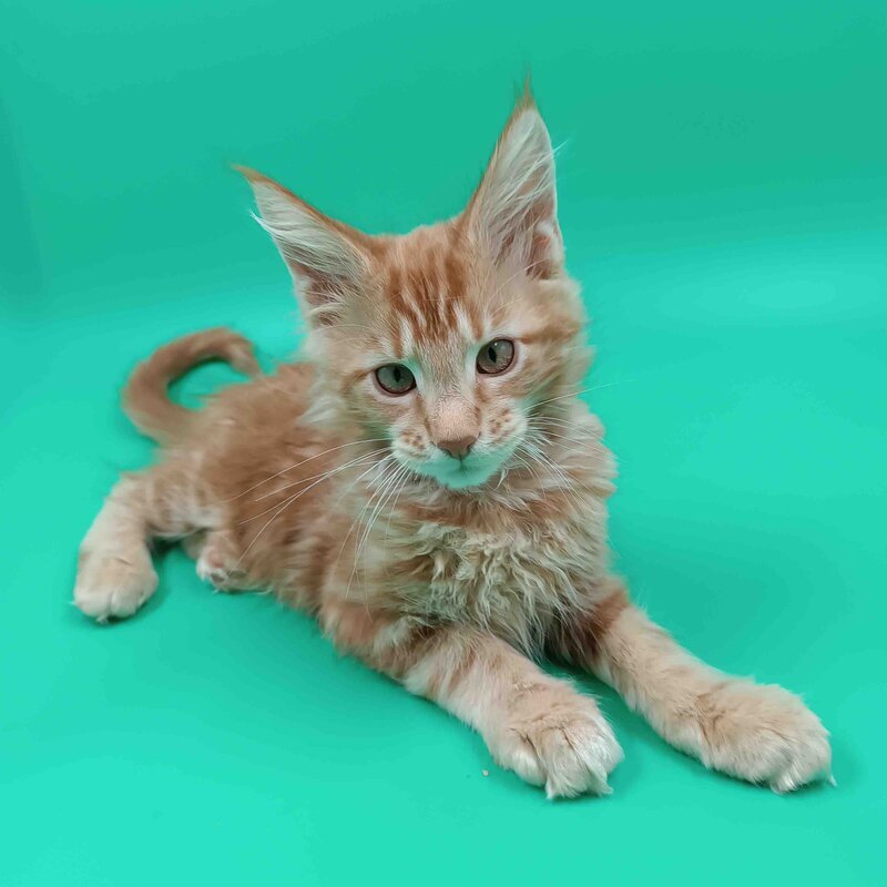 Rich Maine Coon male, red tabby