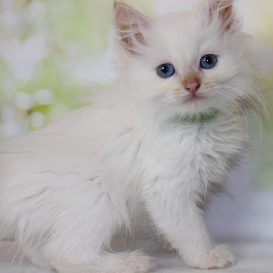Orion Siberian male, red tabby pointed
