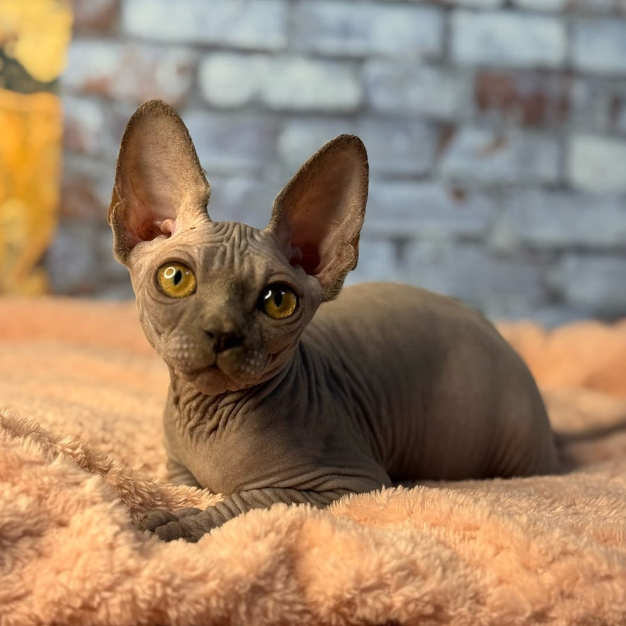 Gizmo Canadian Sphynx male, blue