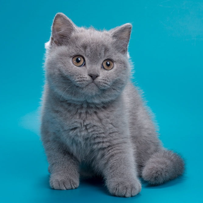 Roci British Shorthair male, blue