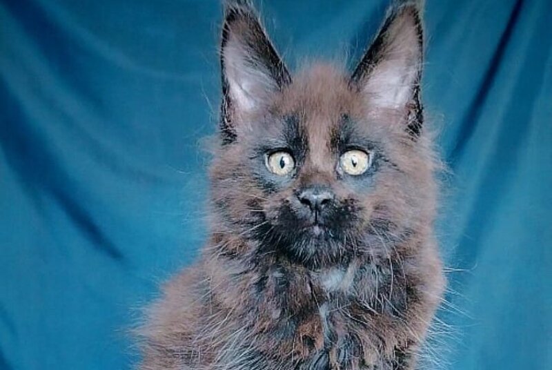 Vol Maine Coon male, black