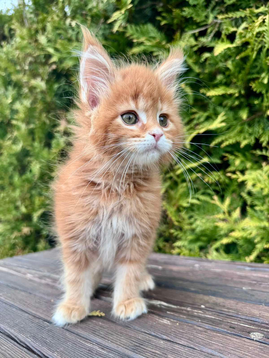 Guido Maine Coon male red spotted tabby - live animals
