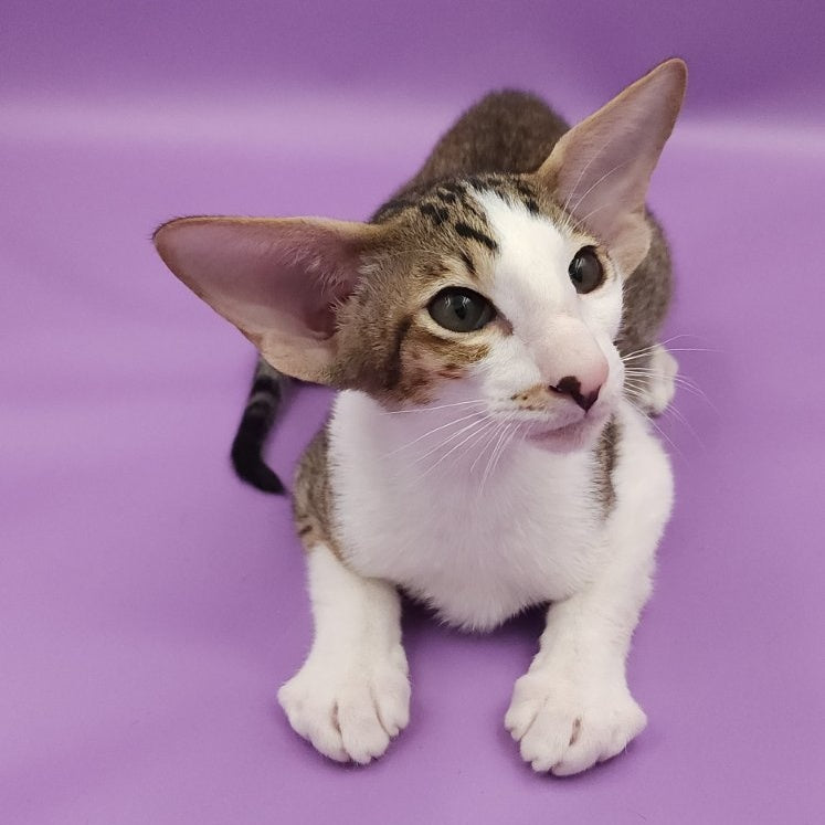 Winston Oriental Shorthair male, chocolate spotted tabby bicolour