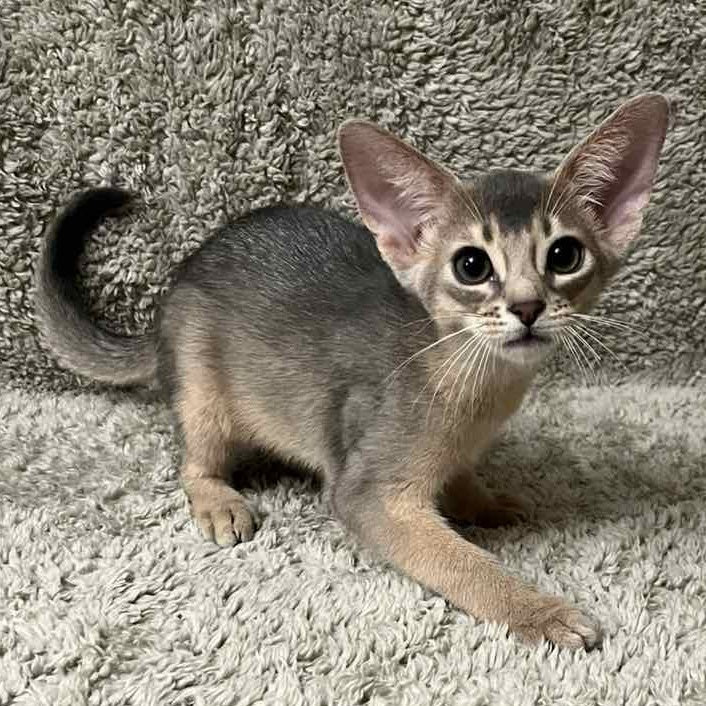 Henri Abyssinian male, blue