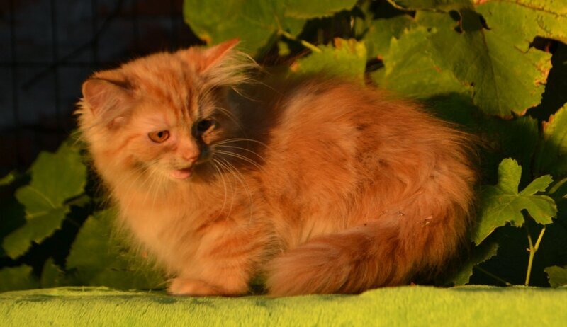 Labubu Maine Coon female, red tabby bicolour