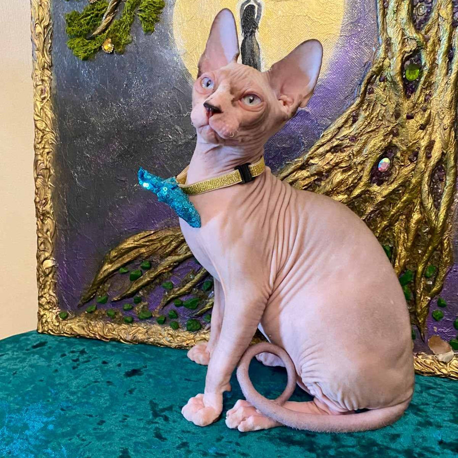 Max Canadian Sphynx male, blue bicolour pointed