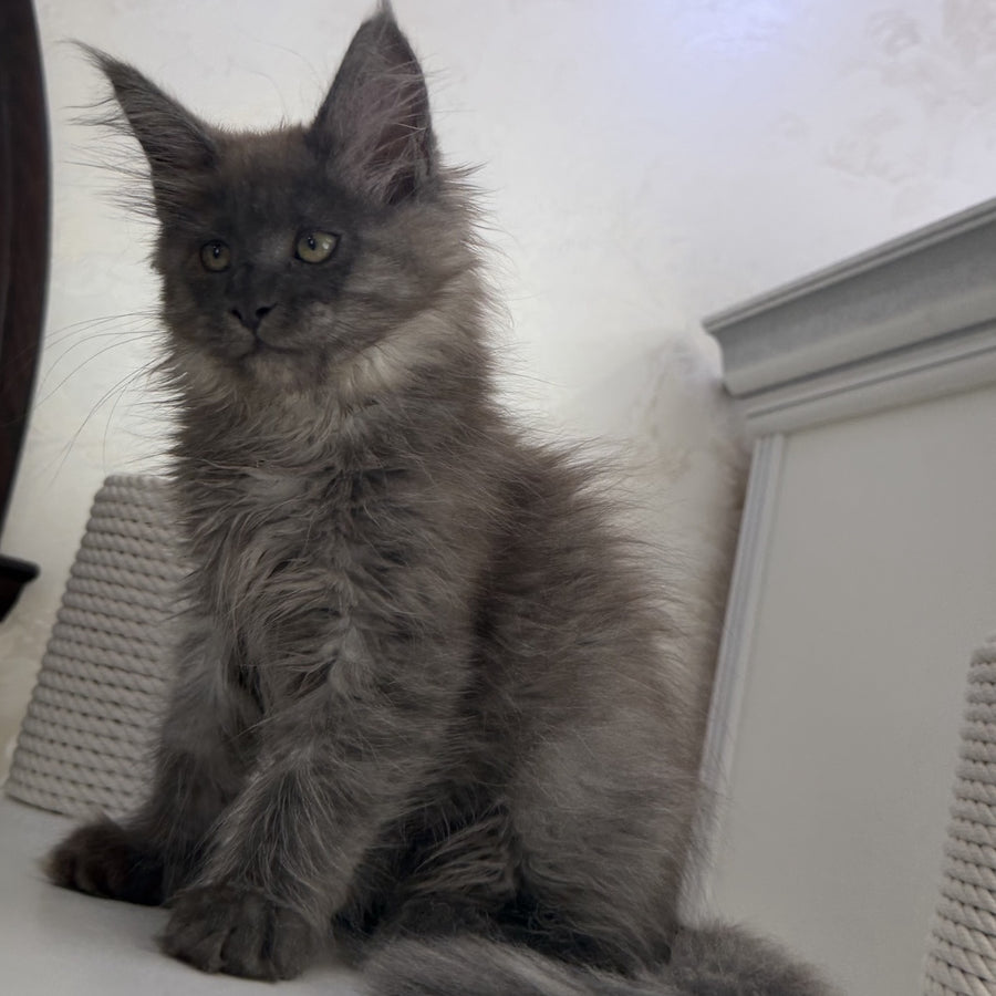 Ahata Maine Coon female, black silver