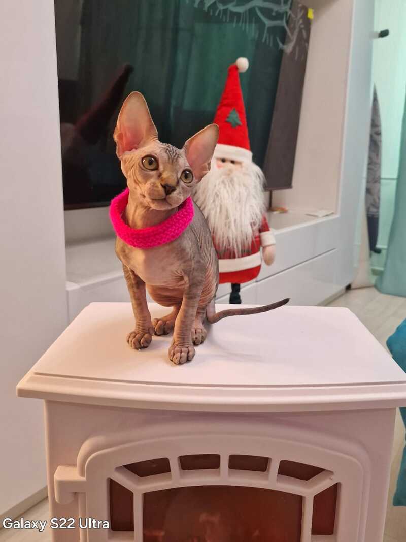 Dakota Canadian Sphynx female black tabby - live animals