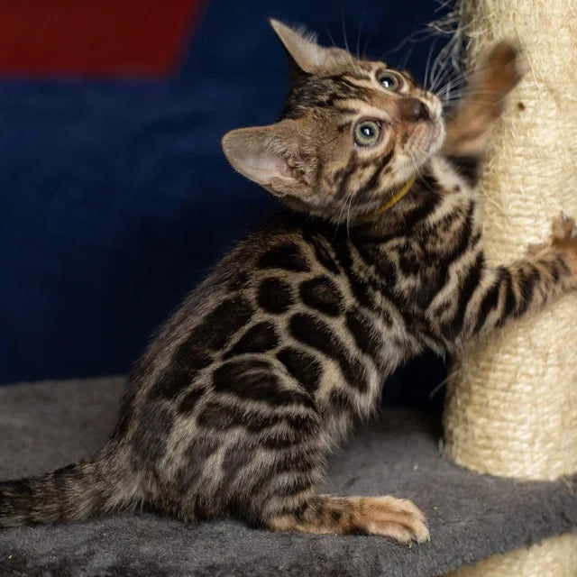 Waneta Bengal female, black spotted tabby