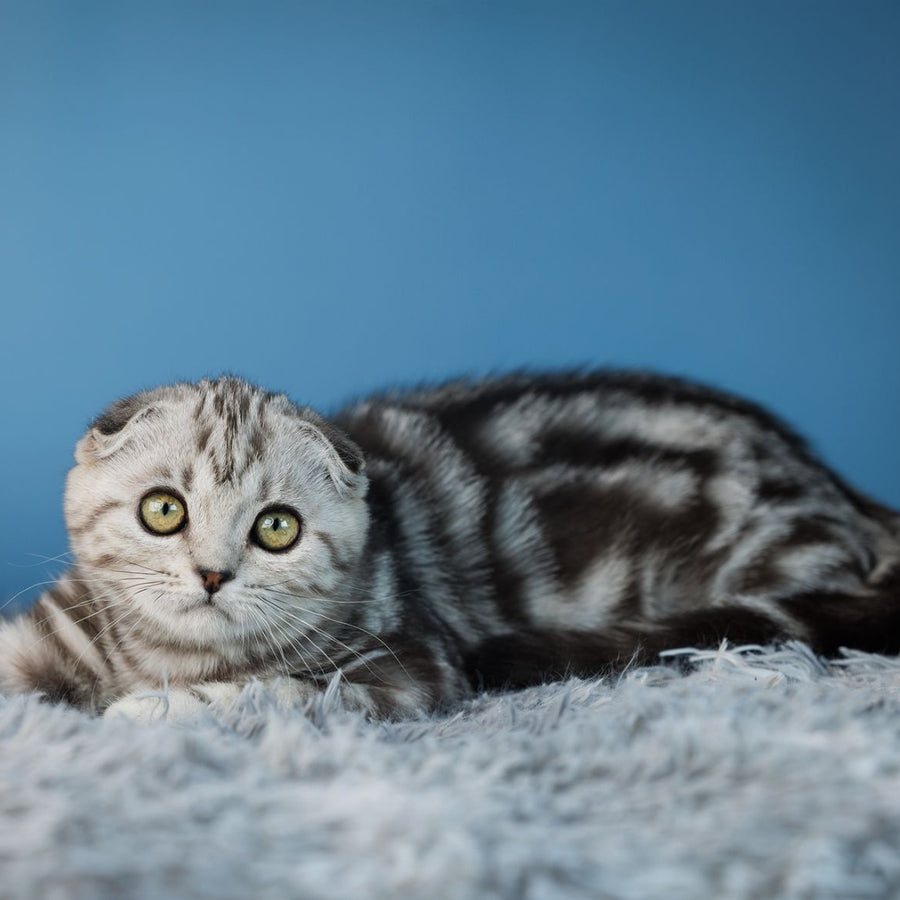 Yuna Scottish Fold female, black silver tabby