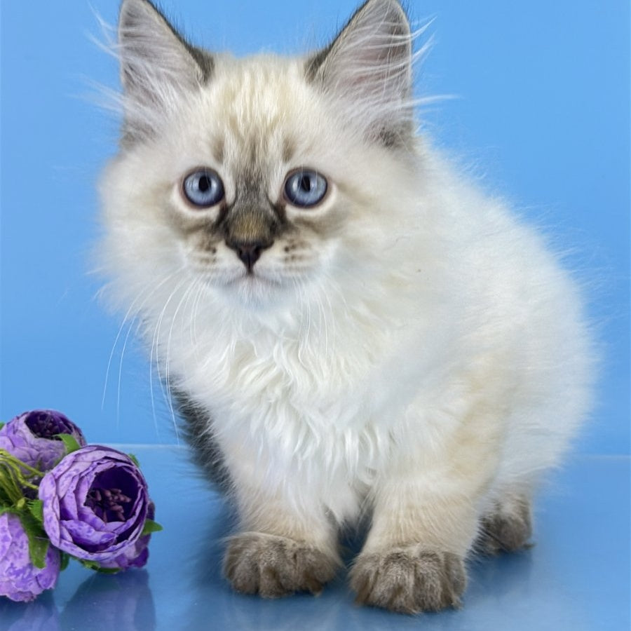Archer Siberian male, black tabby pointed