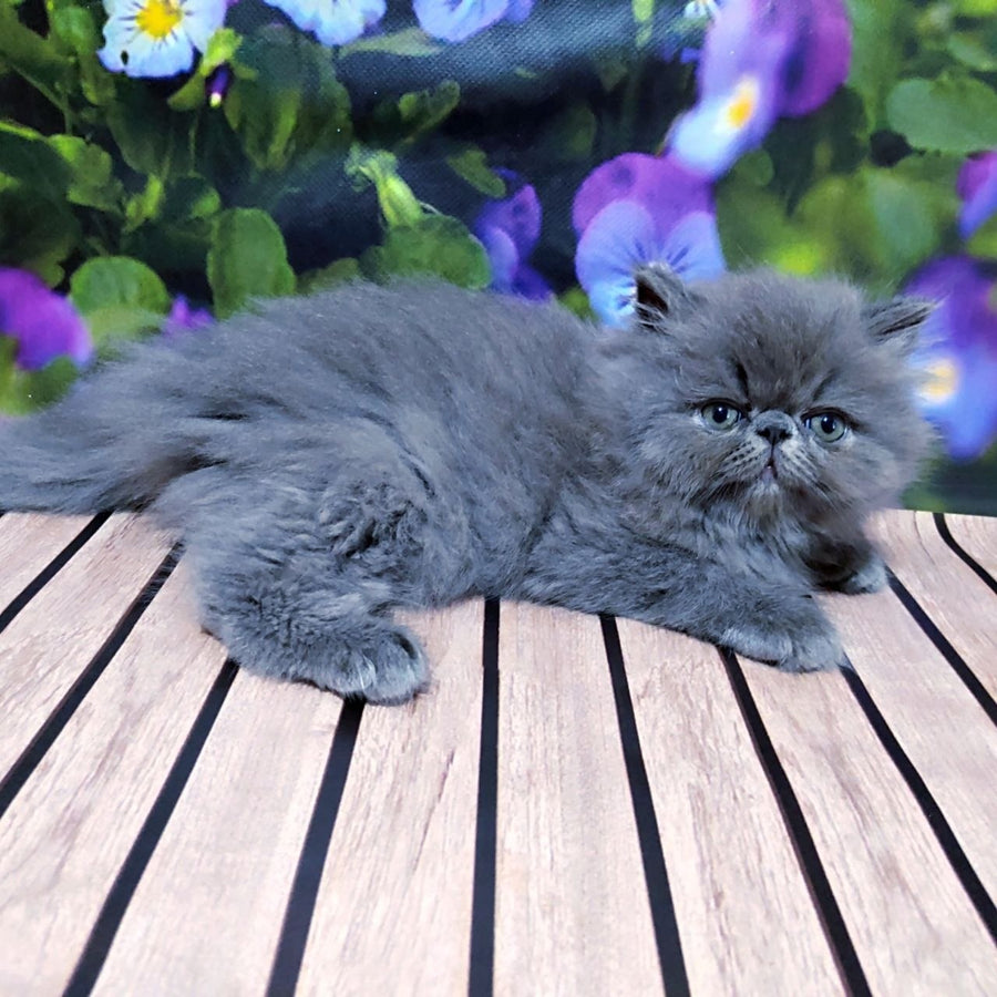 Sensey Persian male, blue
