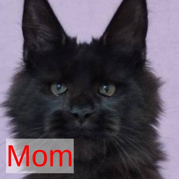 Khal Maine Coon male, black