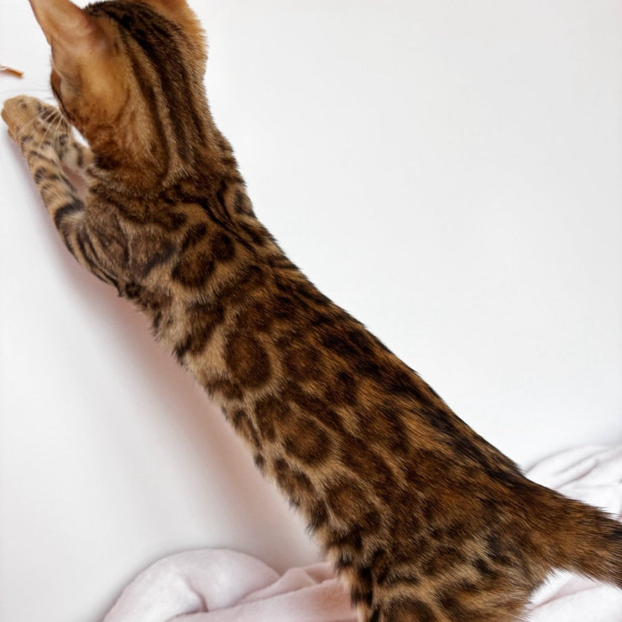 Deizi Bengal female, black spotted tabby