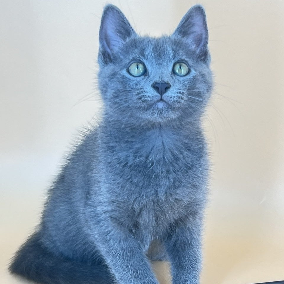 Kris Russian Blue male, blue