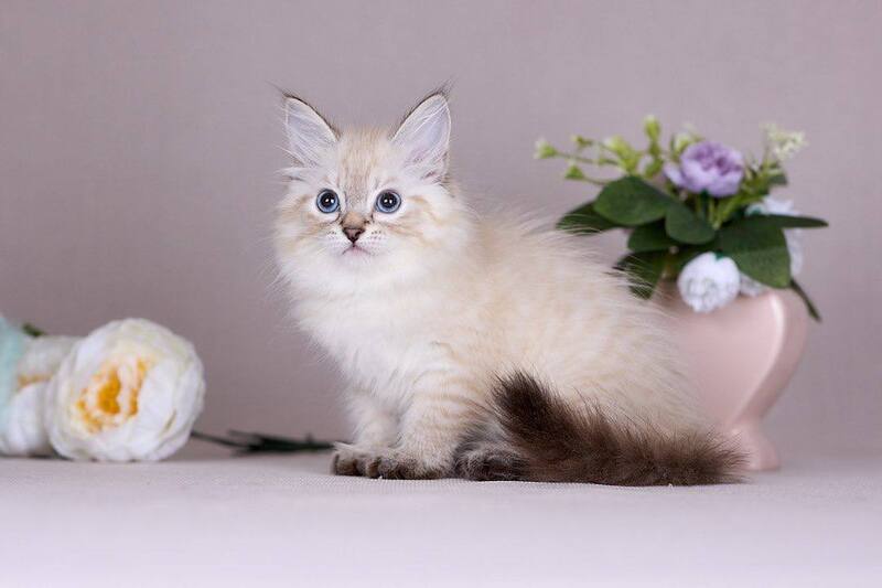 Halva Siberian female black tabby pointed - live animals