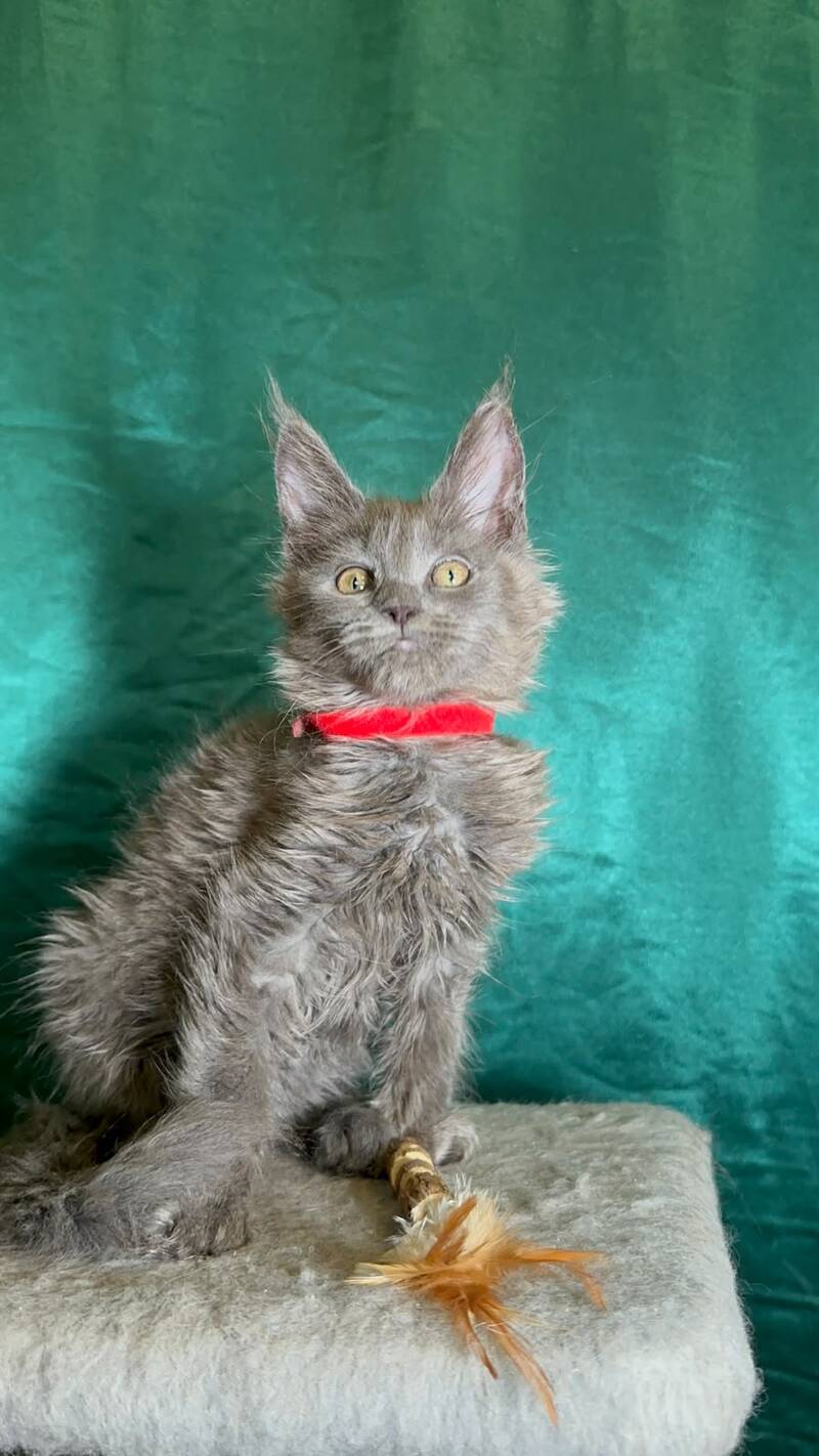Martha Maine Coon female, blue