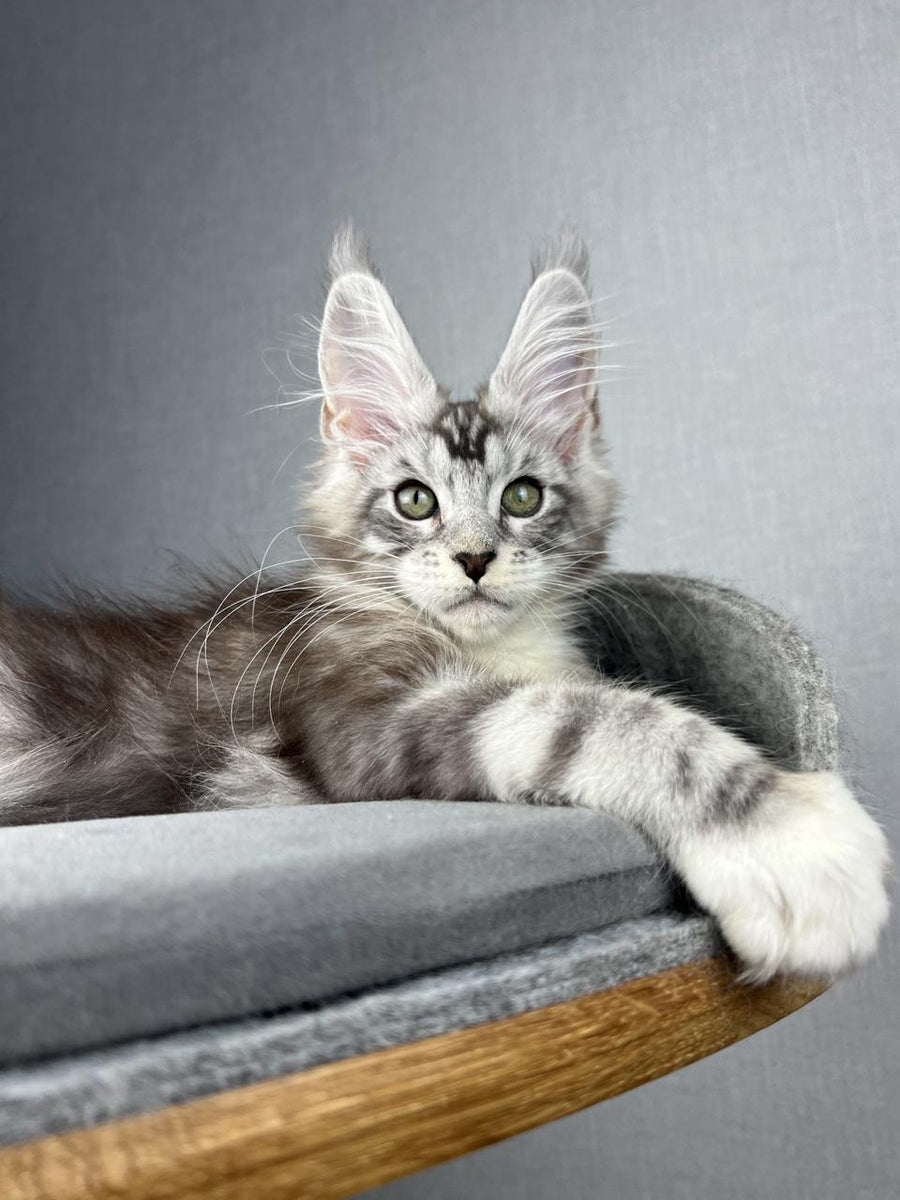 Lovejoy Maine Coon male black silver tabby with white live animals