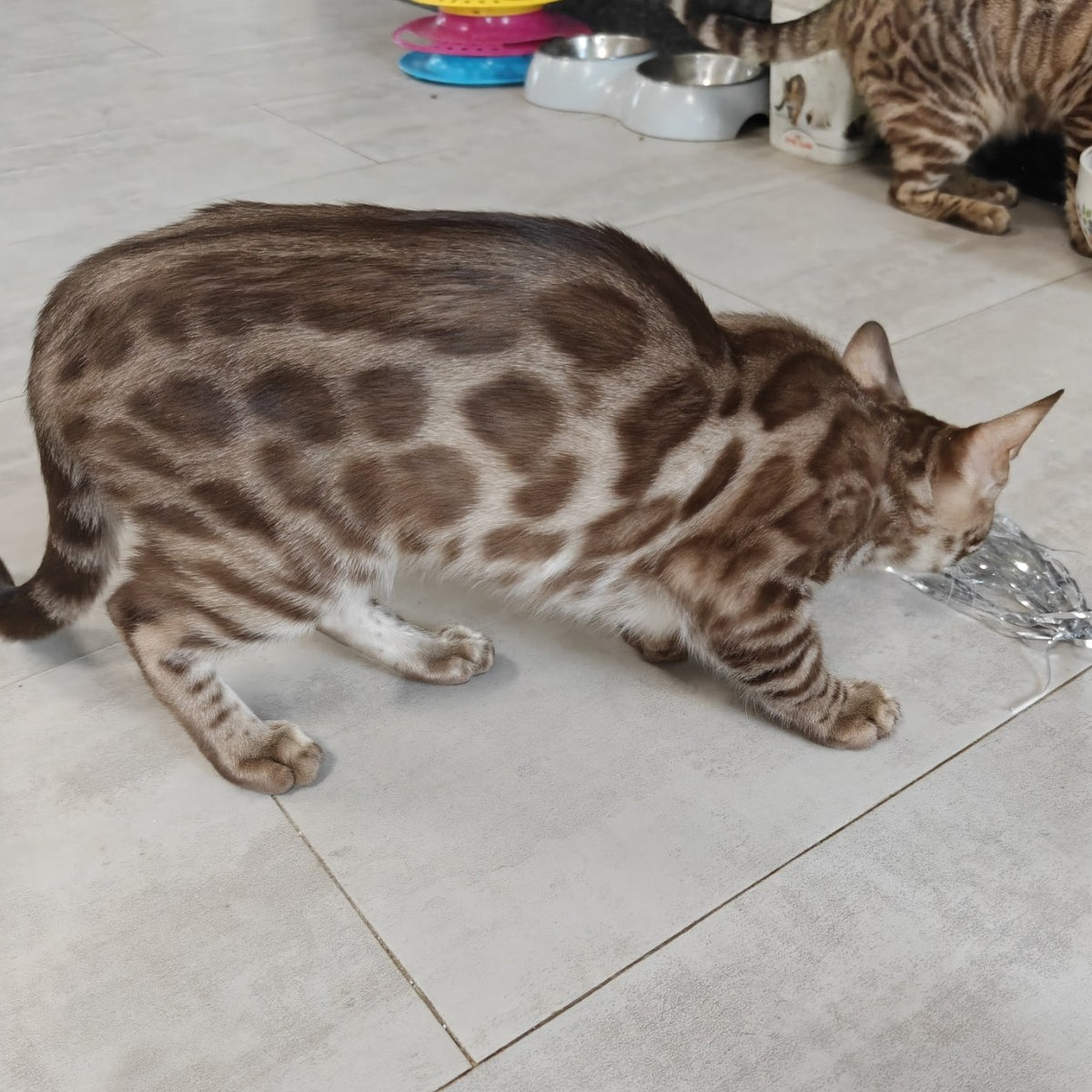Jason Bengal male, black amber spotted tabby pointed