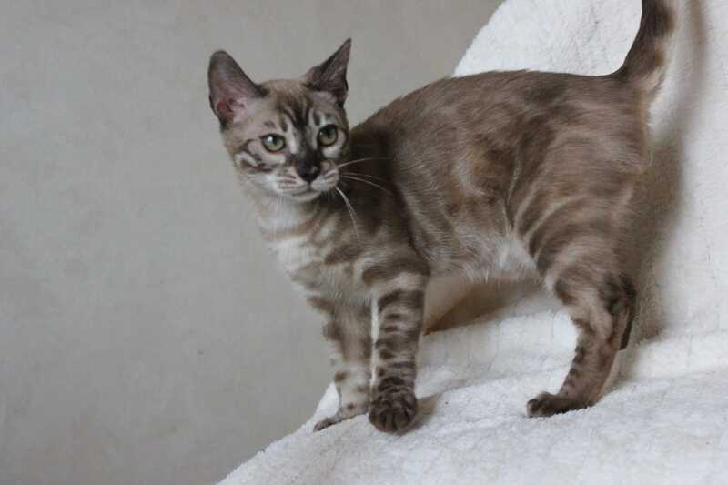 Platon Bengal male, black spotted tabby pointed