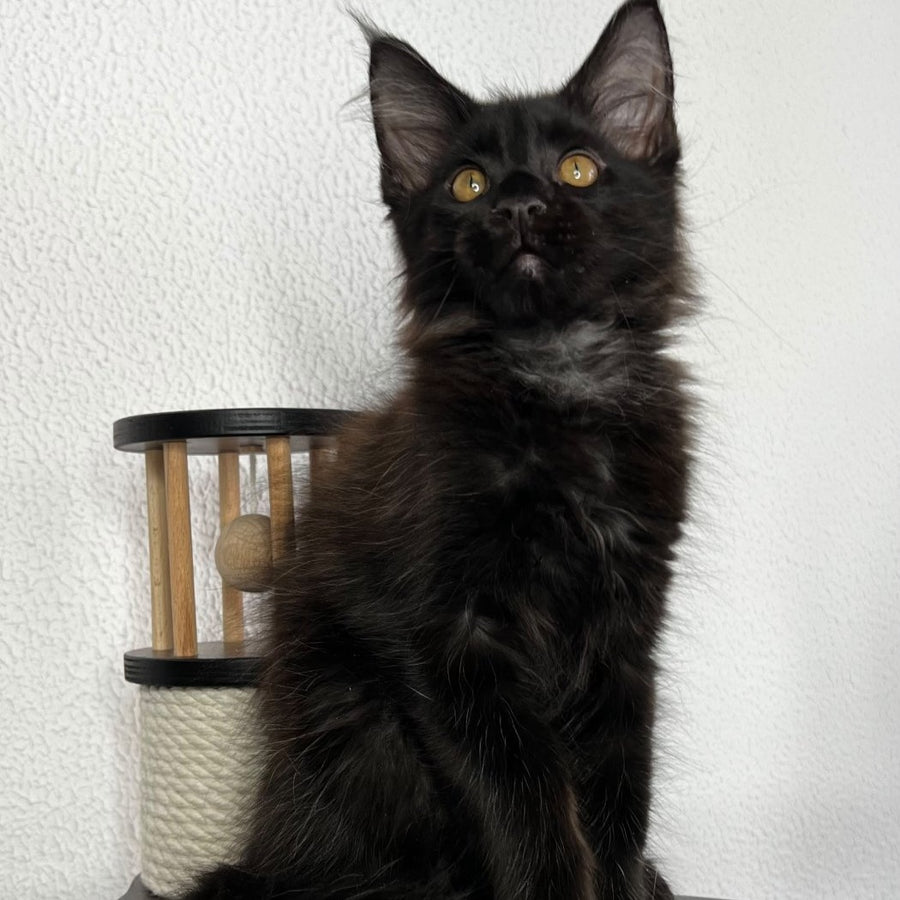Baloo Maine Coon male, black