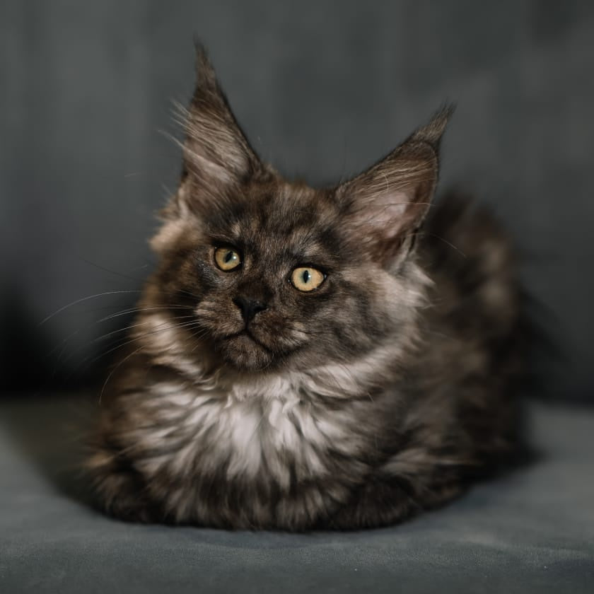 Beatrice Maine Coon female, black silver