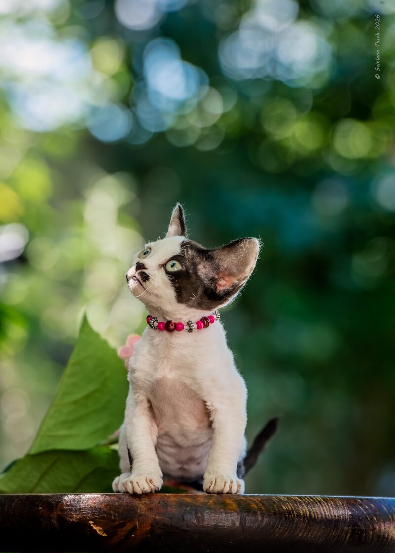 Lelya Devon Rex female, black harlequin