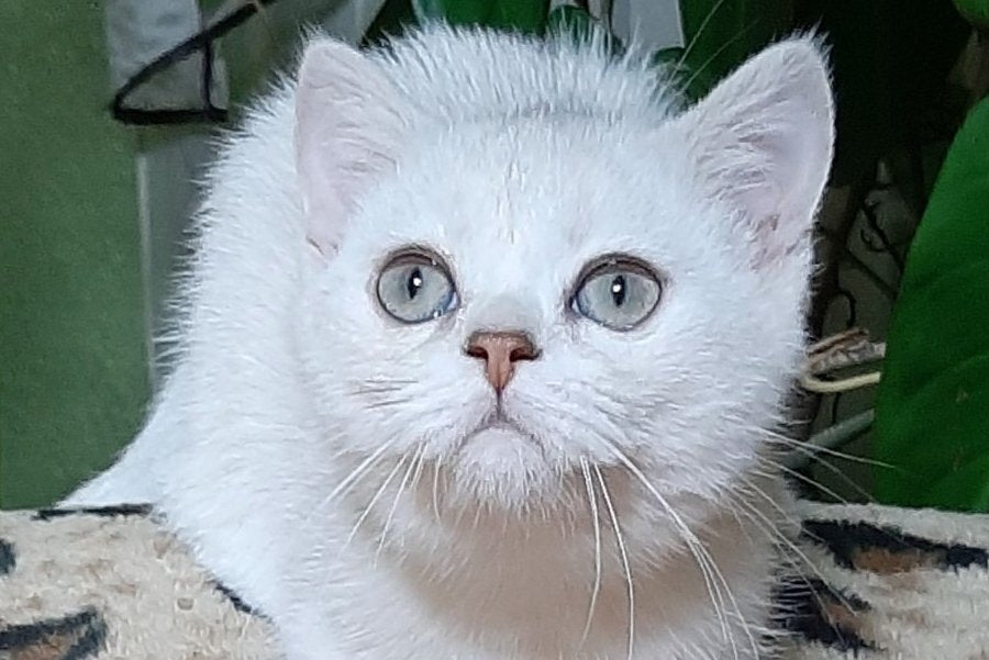 Magik Scottish Straight male, black golden chinchilla pointed