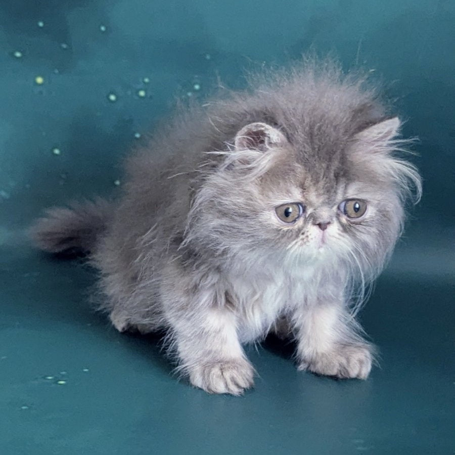 Patricia Persian female, blue tortie