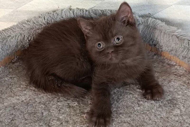 Dzhec-pot British Shorthair male, chocolate