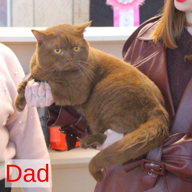 Myata British Shorthair female, cinnamon tortie pointed