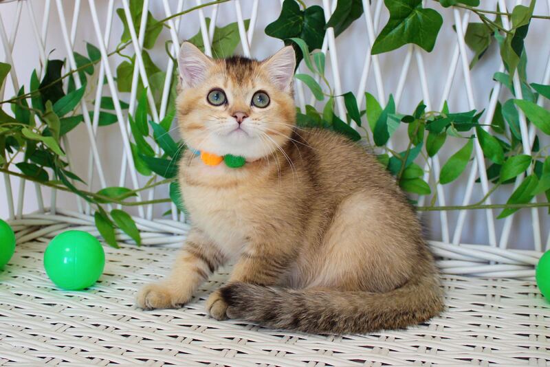 Ivan British Shorthair male, black golden ticked tabby