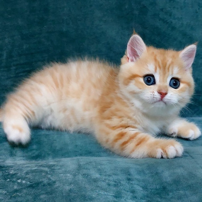 Kristopher British Shorthair male, black golden spotted tabby