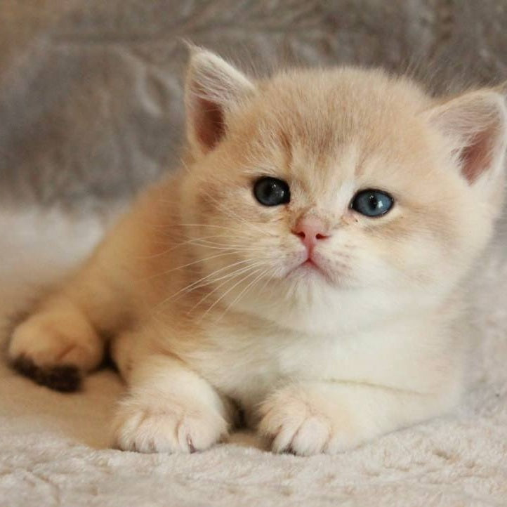 Major British Shorthair male, lilac golden chinchilla